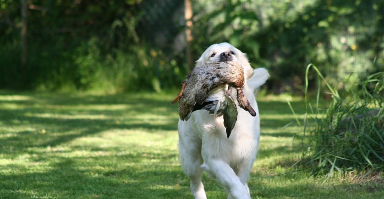 Duck hunting in Louisiana
