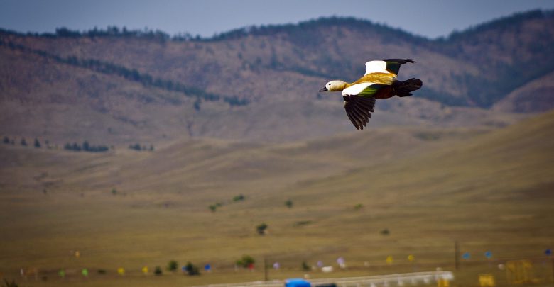 Duck hunting in Arkansas