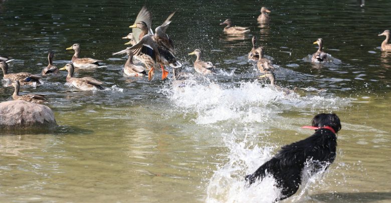 Photo of Duck hunting in Texas