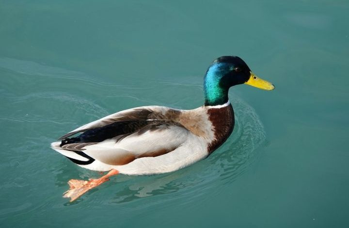 Duck - mallard duck swimming on body of water
