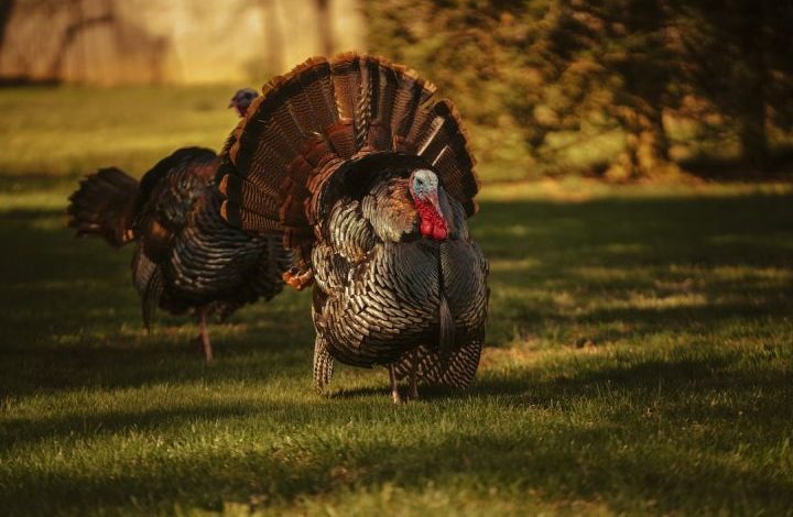Photo of How to Prepare for Spring Turkey Season?