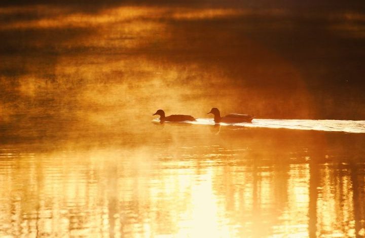 Hunting - two swans on water during sunset