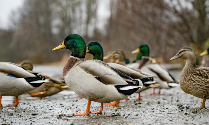 Duck - mallard ducks