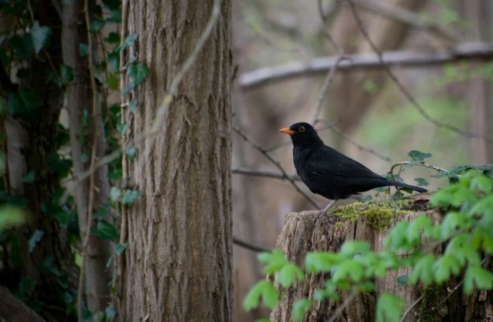 Bird Forest - a black bird sitting on top of a tree stump