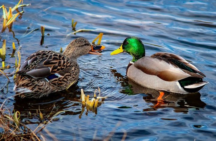 Duck - brown and green mallard duck on water