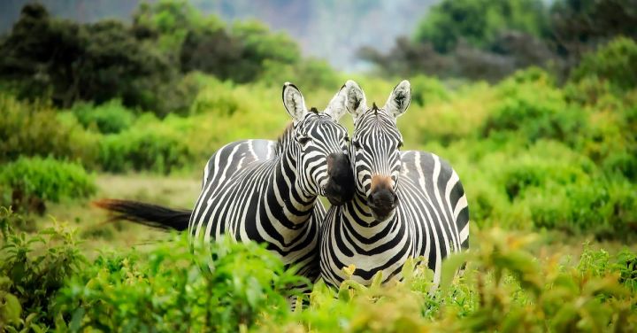 Conservation - Zebras on Zebra