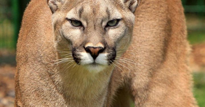 Mountain Lion - Cougar Animal