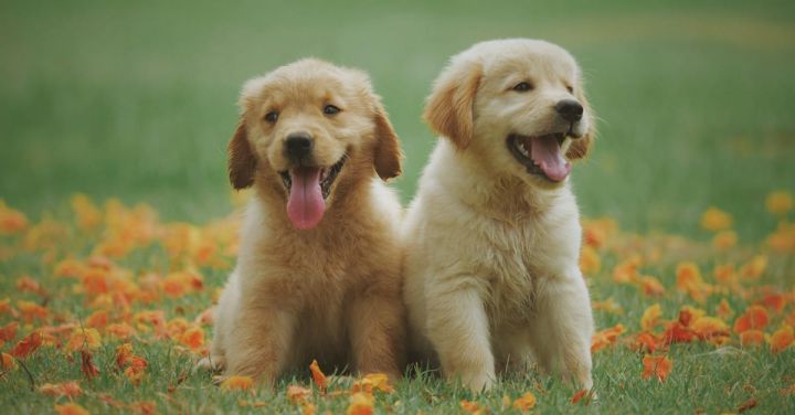 Dog - Two Yellow Labrador Retriever Puppies