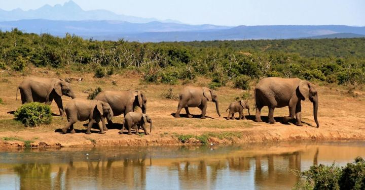 Safari - 7 Elephants Walking Beside Body of Water during Daytime