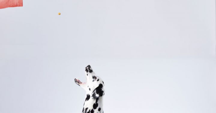 Catch And Release - Dalmatian Sitting White Surface