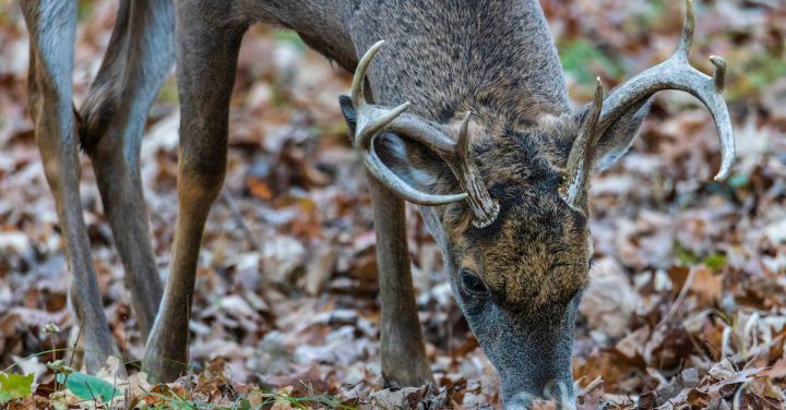 Whitetail Deer - Brown Deer in Close Up Shot