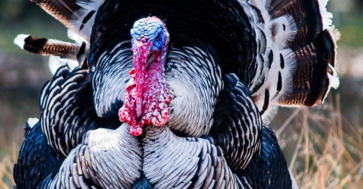 Photo of What Are the Unique Traits of Wild Turkey Behavior?