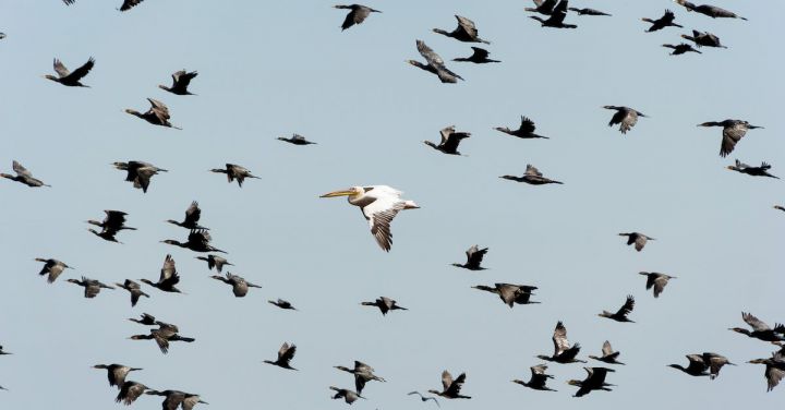 Migration - White Pelican Flying Near Flock of Flying Cormorants Under Blue Sky