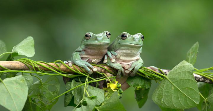 Amphibians - Pair of Green Frogs Sitting on Tree Branch